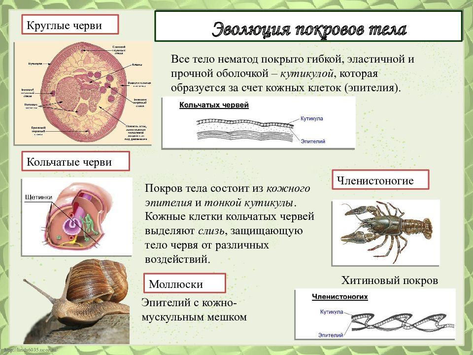 Эволюция беспозвоночных презентация