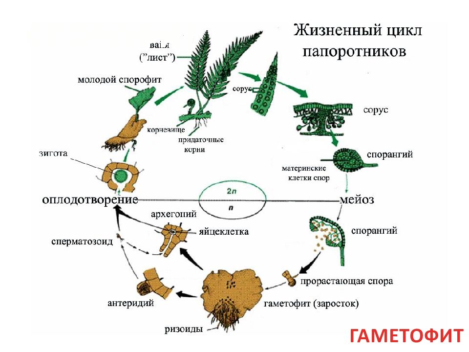 Рассмотрите схему жизненного цикла хвоща установите соответствие между характеристиками и стадиями