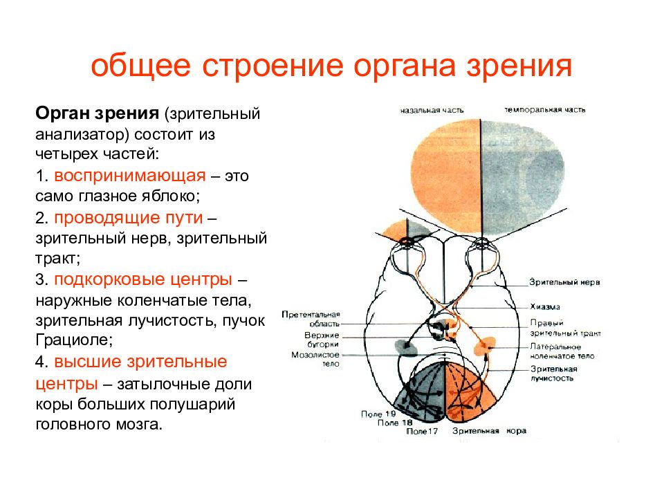 Какой цифрой на рисунке обозначена структура органа зрения выполняющая функцию аккомодации