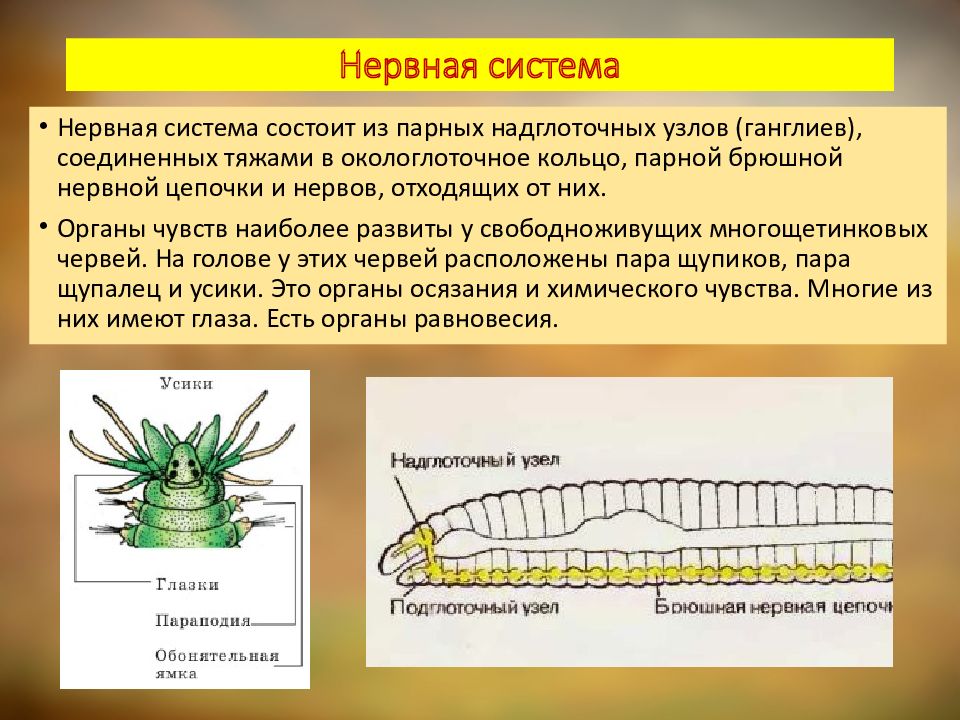 Нервная система червя состоит из. Нервная система класс кольчатые черви. Многощетинковые черви нервная система. Нервная система многощетинковых червей. Многощетинковые черви полихеты нервная система.