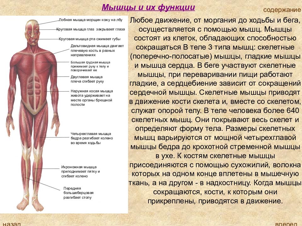 Анатомия человека презентация