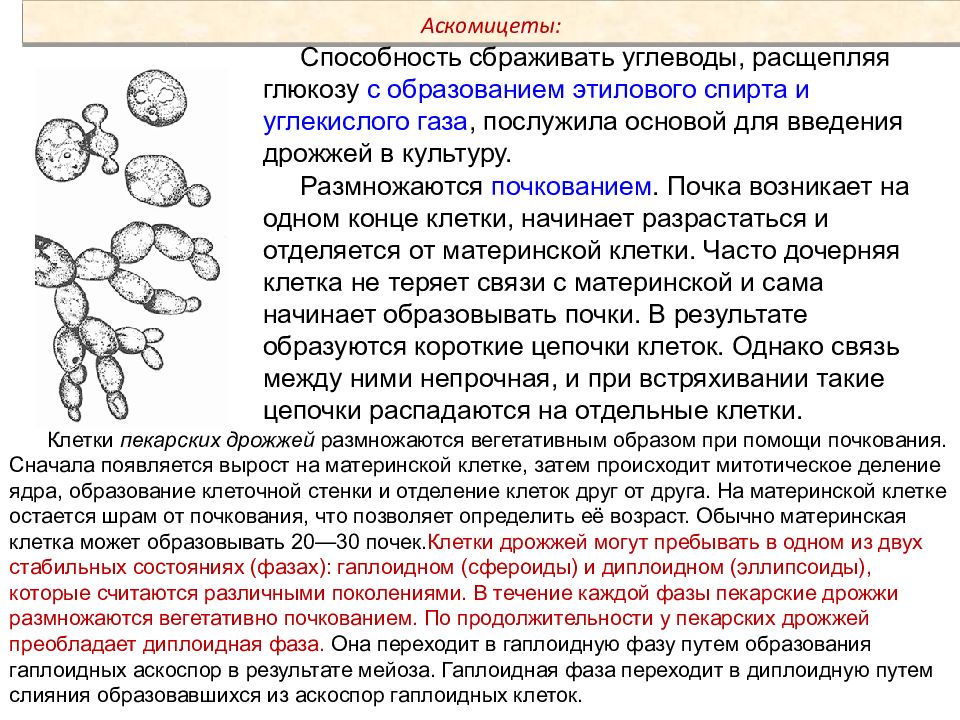 Тела образуют. Мухомор может размножаться почкованием?. Что способны образовывать плодовые тела. Действие дрожжей основано на способности сбраживать. Образуют ли дрожжи плодовые тела.