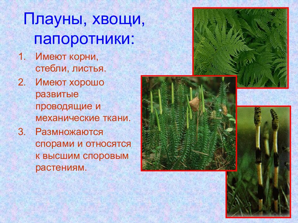 Что изображено на рисунке варианты ответов папоротник плаун хвощ одно из первых наземных растений