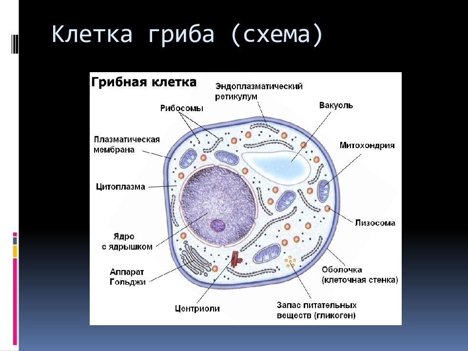 Клетка организма имеет оформленное ядро грибы. Строение эукариотической клетки грибной. Эукариотическая клетка грибная. Клетка эукариот грибы. Строение эукариотной (грибной) клетки.