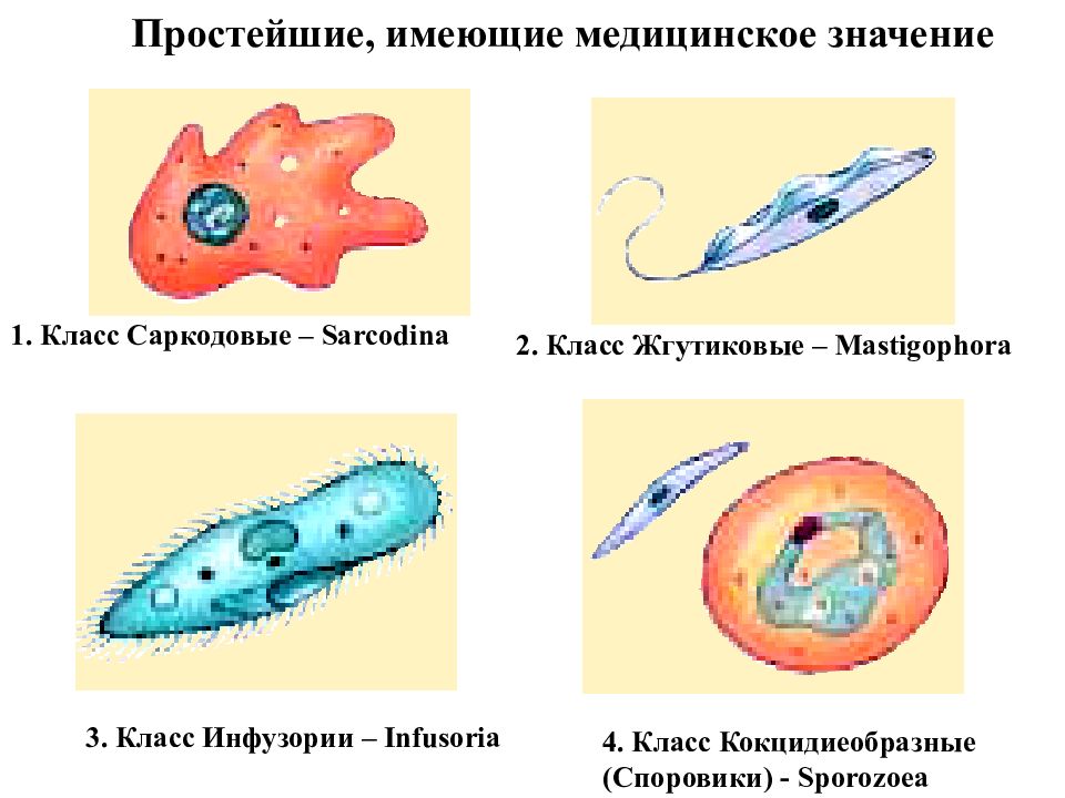 Простейшие имеют. Медицинская протозоология простейшие. Простейшие имеющие медицинское значение таблица. Простейшие. Царство простейшие.