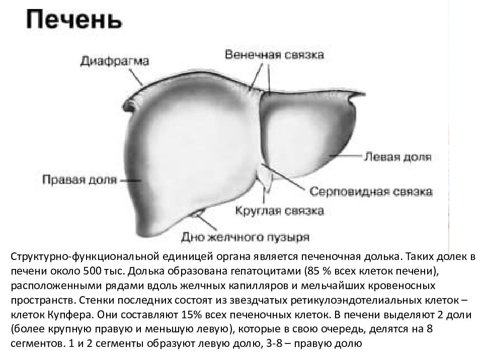 Увеличение левой доли печени