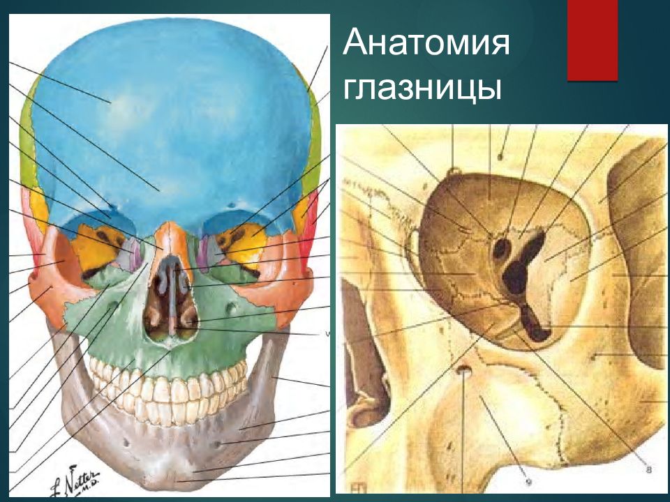 Части глазницы. Топография черепа глазница. Глазница черепа анатомия. Строение глазницы черепа. Краниология черепа анатомия.