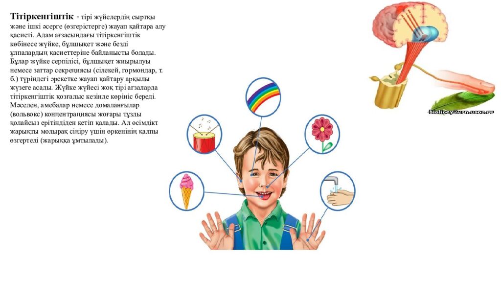 Сабақтың мақсаттары 5.4.2.2. Тірі ағзалардың құрылымдық деңгейлерін