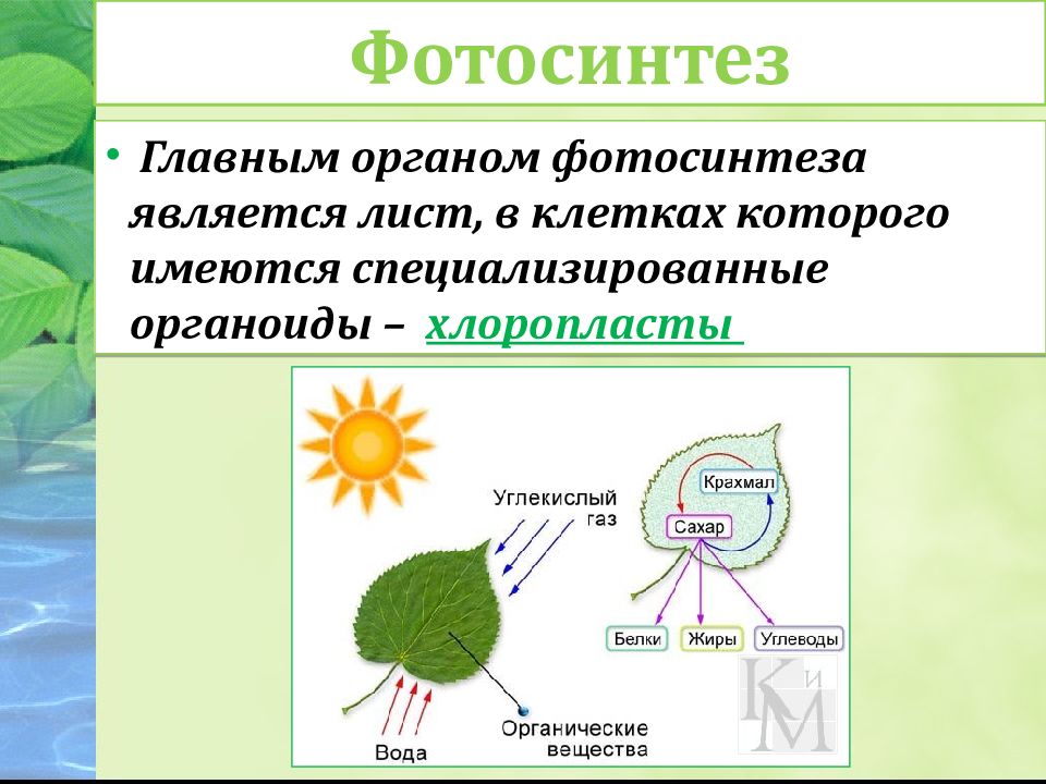 Фотосинтез презентация 10 класс