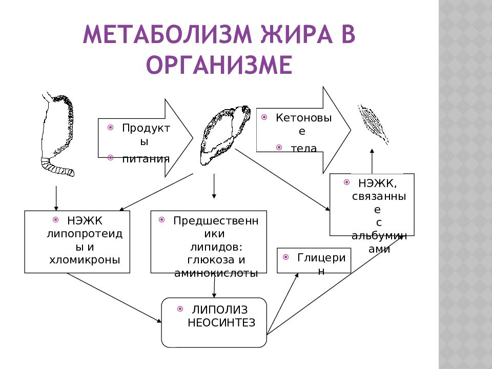 Обмен жиров. Метаболизм жиров в организме. Метаболизм жиров схема. Обменные процессы жиров в организме. Жировой обмен в организме рисунок.