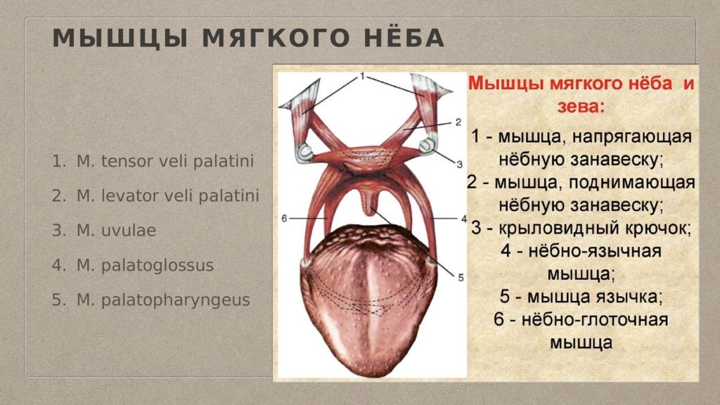 Мягкое небо поднимается