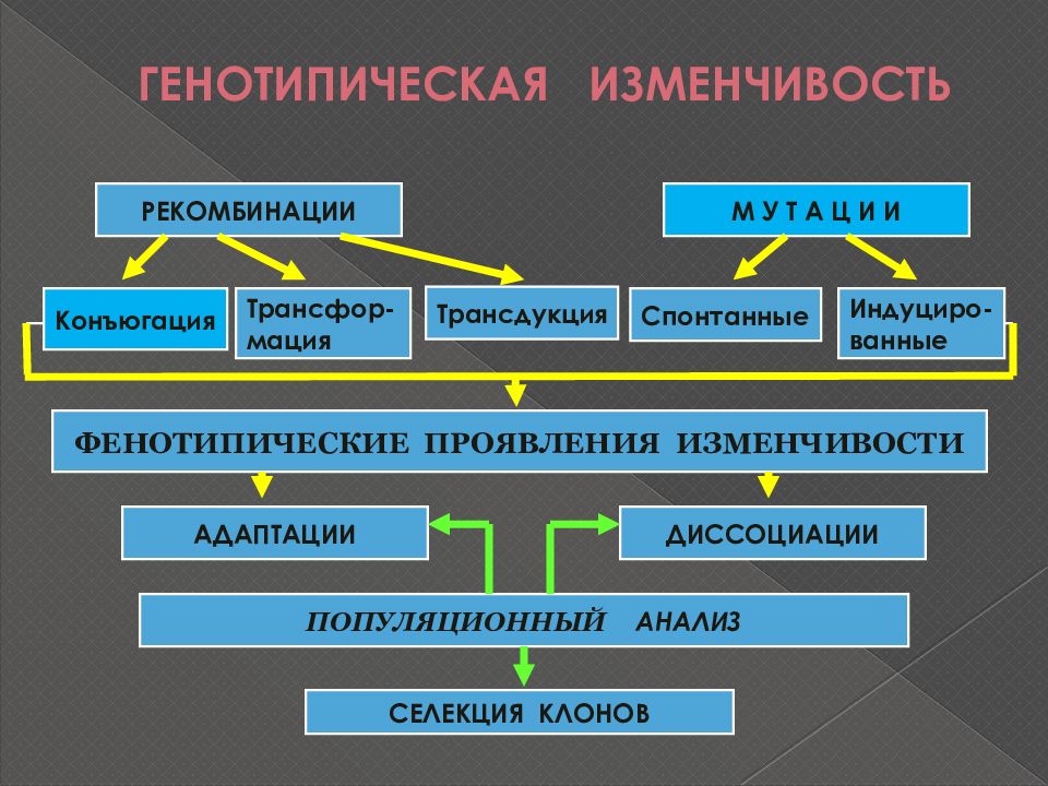 Мутации в отличие от модификаций. Генотипическая изменчивость. Геноиипичеая изменчивости.