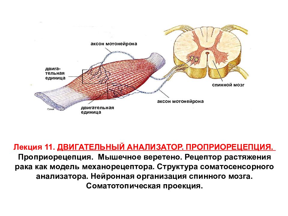 Центр мышечного чувства. Мышечный анализатор. Мышечное Веретено двигательный анализатор. Рецепторы двигательного анализатора. Проприорецепц.