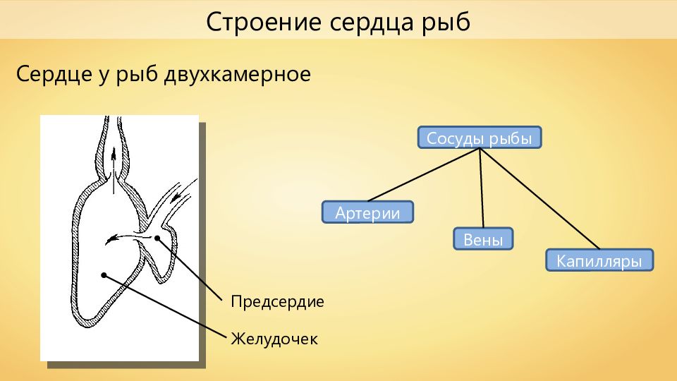 Двухкамерное сердце состоит