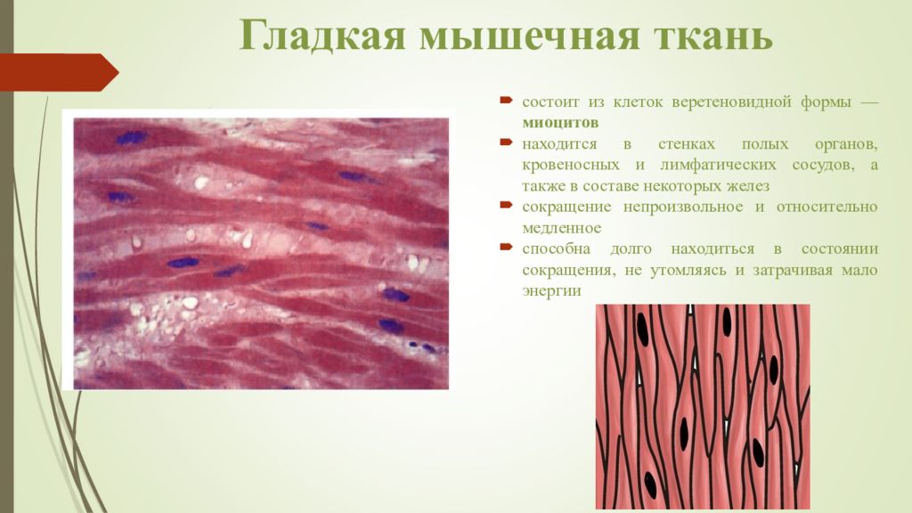 Строение клетки гладкая мышечная ткань. Гладкие миоциты гистология. Гладкая мышечная ткань микропрепарат. Неисчерченные гладкие мышечные ткани гистология. Миоциты гистология.