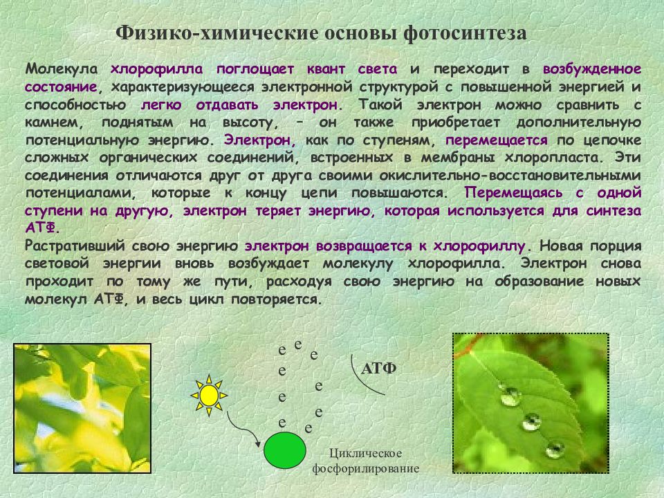 Русский ученый впервые значение хлорофилла для фотосинтеза. Роль процесса фотосинтеза. Фотосинтез у высших растений. Структура молекулы хлорофилла. Роль хлорофилла в фотосинтезе.