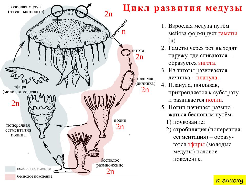 Половое поколение