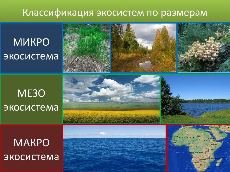 Природные экосистемы 11 класс. Разнообразие экосистем. Классификация экосистем по размерам. Многообразие природных экосистем. Экосистема макроэкосистема.