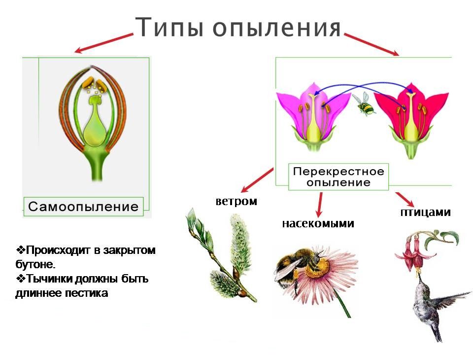 Рисунки опыления растений