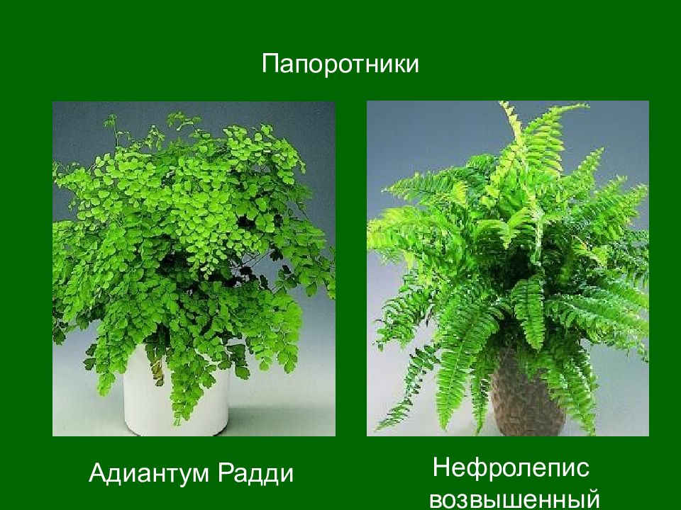 Виды домашних папоротников фото и описание