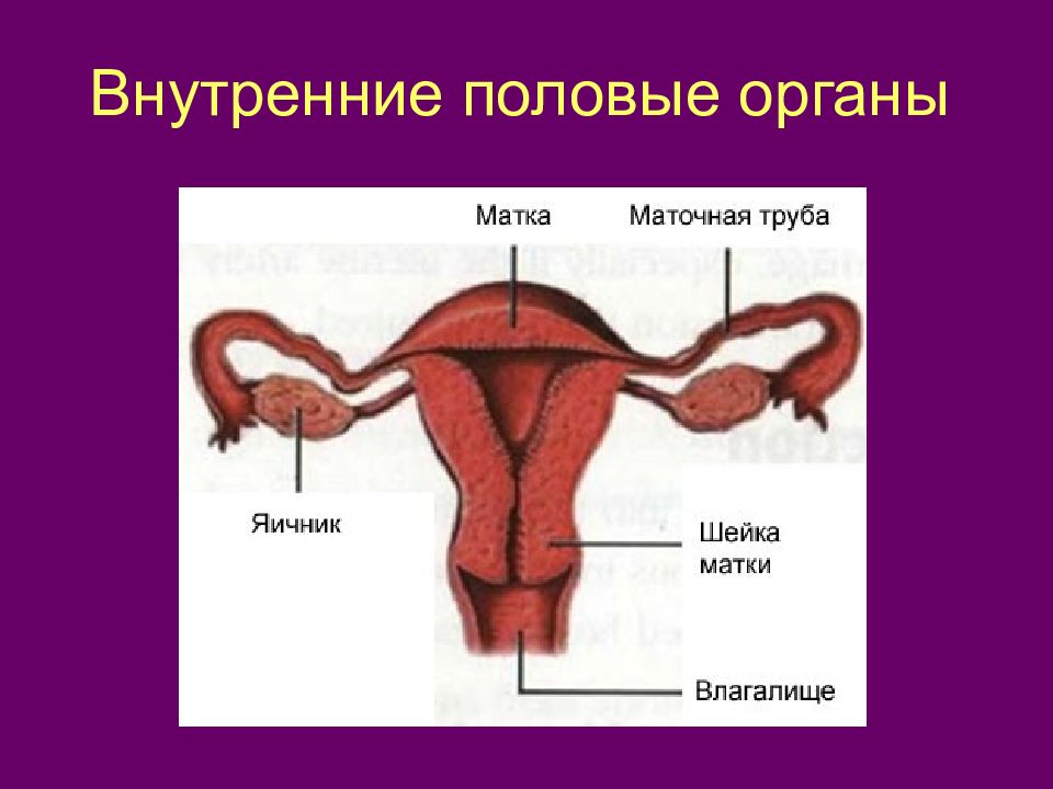 Презентация на тему репродуктивная система