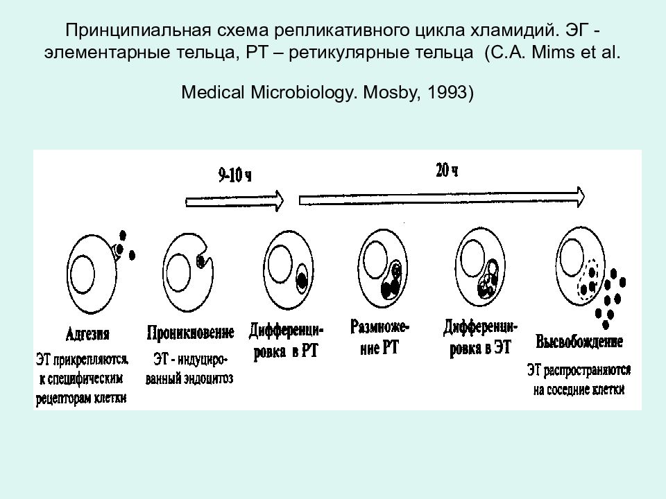 Элементарные тельца хламидий. Схема репликативного цикла хламидий. Жизненный цикл хламидий схема. Этапы цикла развития хламидий. Цикл развития хламидий микробиология.