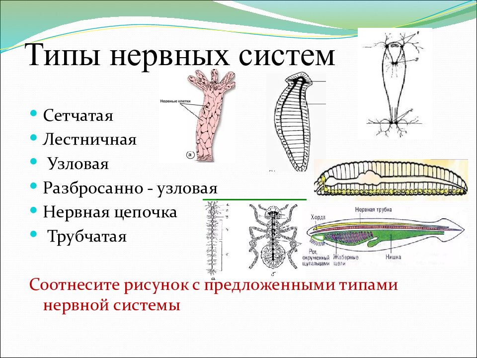 Виды нервной