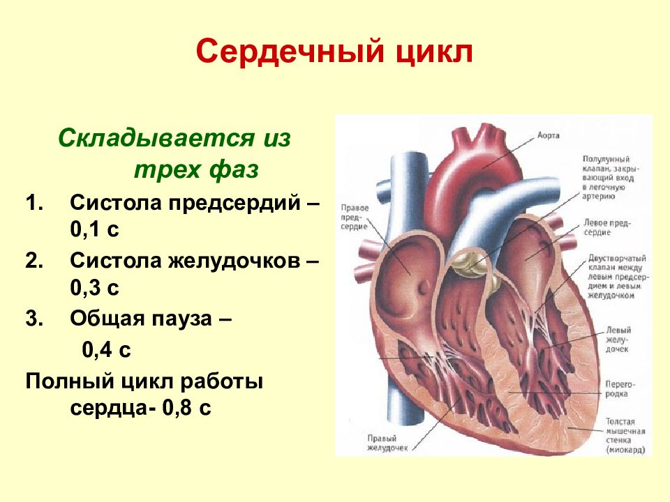 Физиология сердца презентация