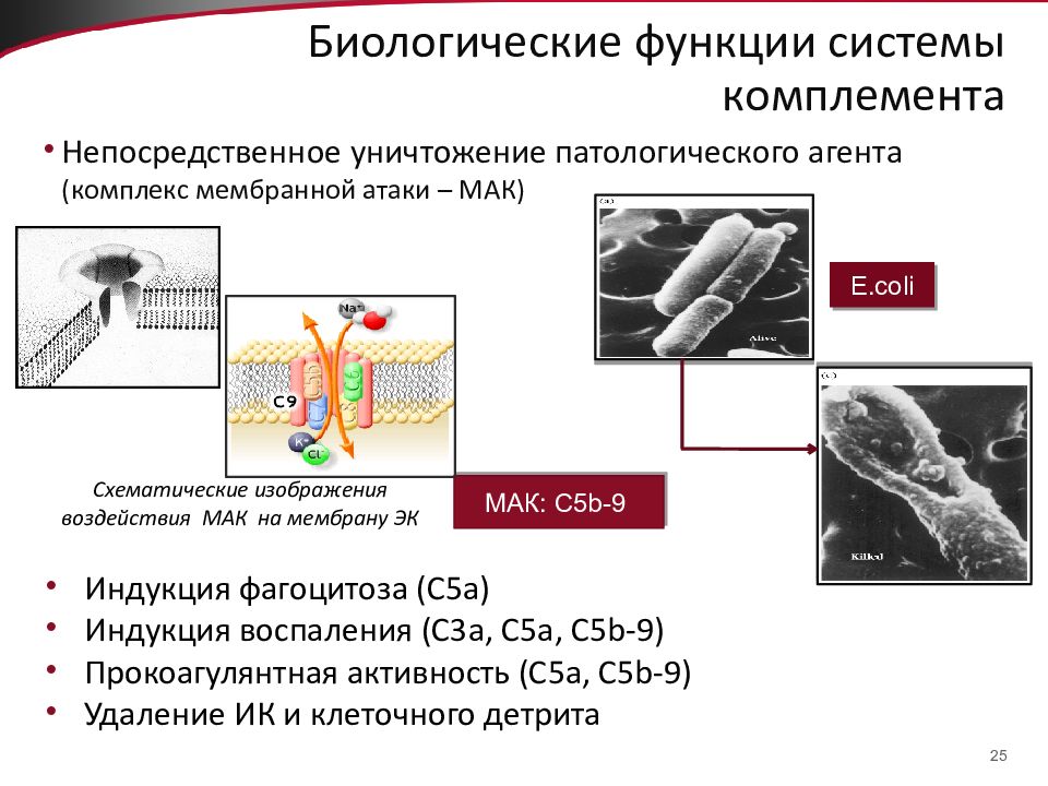 Биологические возможности. Основные функции системы комплемента. Биологические функции системы комплемента. Биологическая роль системы комплемента. Роль системы комплемента при воспалении.