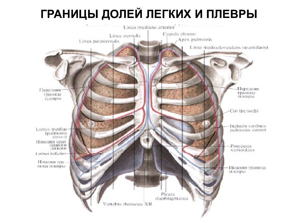 Границы легких. Границы легких и плевры. Границы долей легких. Границы легких и плевры схема. Границы легких и плевры таблица.