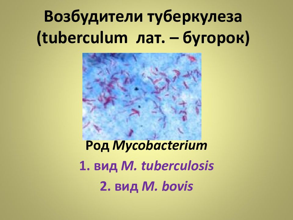 Возбудители туберкулеза тест. Микобактерии возбудители туберкулеза. Микобактерия Бовис. Mycobacterium Bovis микробиология.