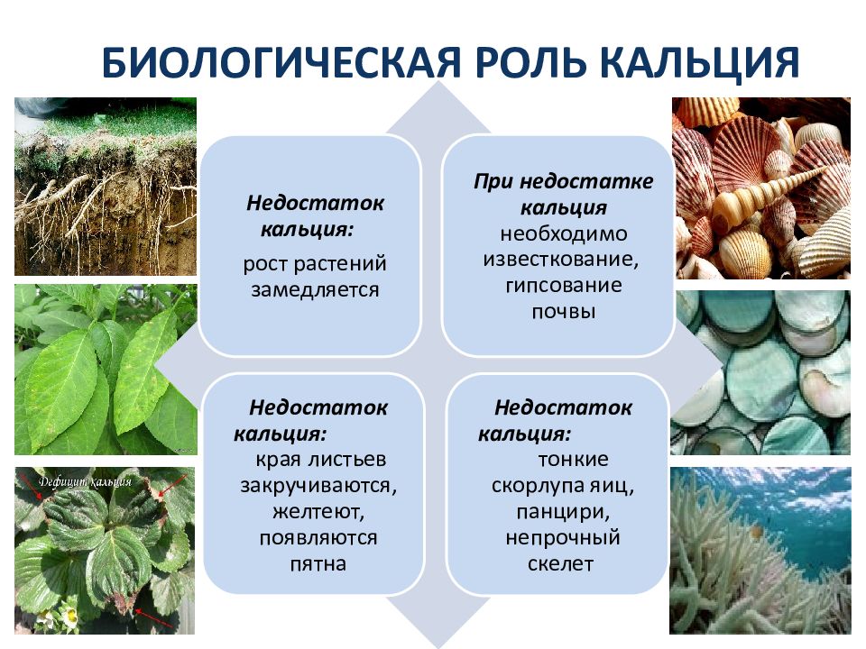 Проект по химии на тему соли в неживой природе