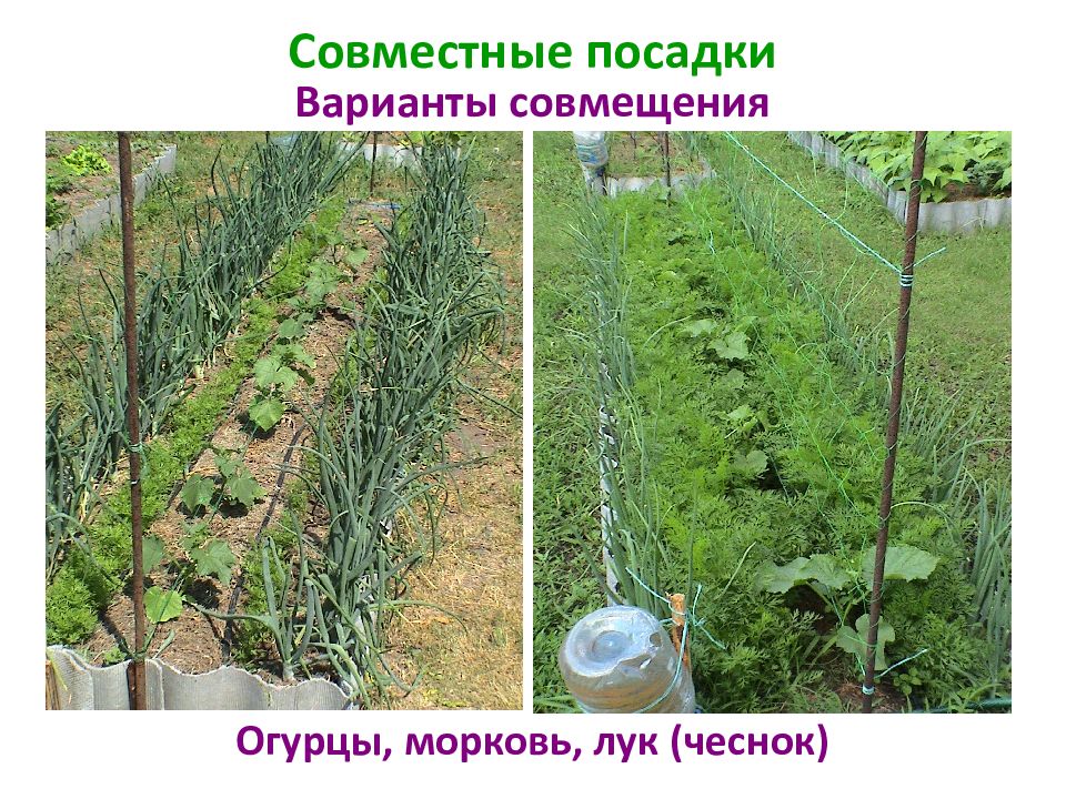 Можно луком сажать томаты. Совмещенные посадки. Совместные посадки с огурцами. Выращиваем морковь в теплице.