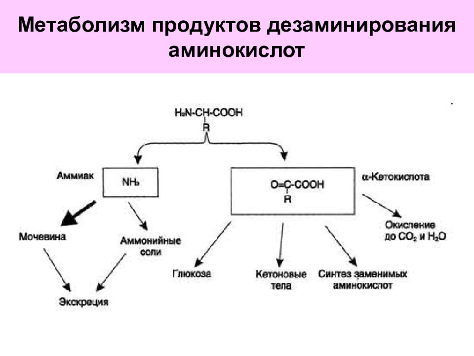 Общие пути метаболизма аминокислот. Схема метаболизма аминокислот. Продукты метаболизма аминокислот. Метаболиты аминокислот. Метаболизм аминокислот биохимия.
