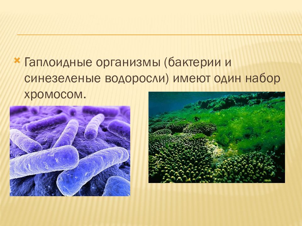 Живые организмы архея. Архейская Эра синезеленые бактерии. Бактерии эры Архей. Сине зеленые водоросли архейской эры. Цианобактерии Архей.