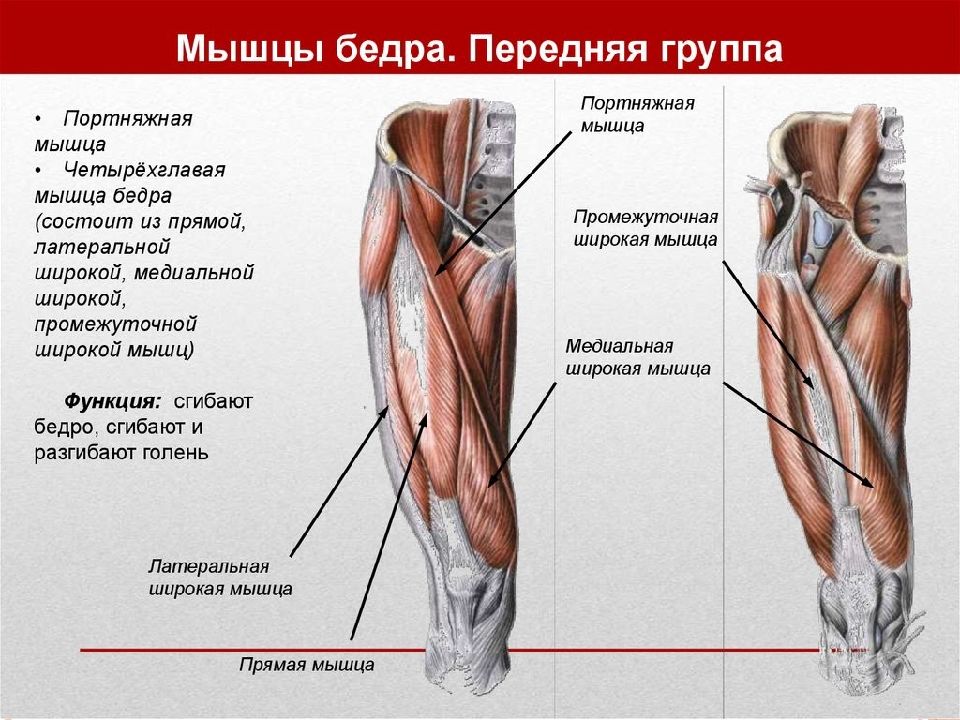 Мышцы ног фото и описание