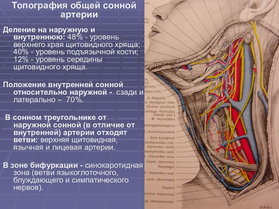 Внутренняя сонная артерия анатомия презентация