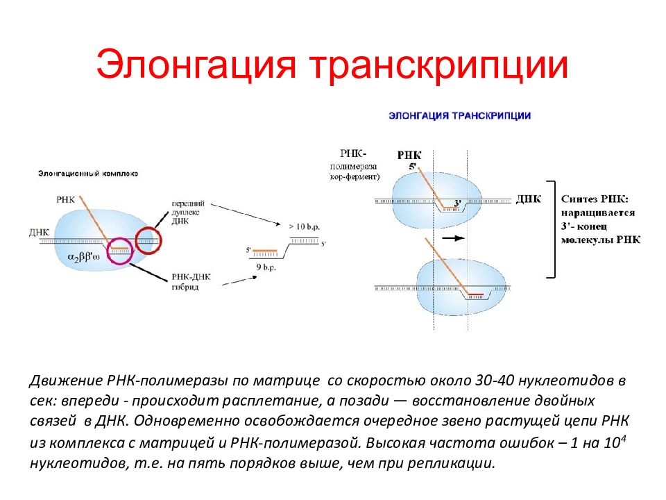 Каким номером на рисунке обозначен продукт транскрипции