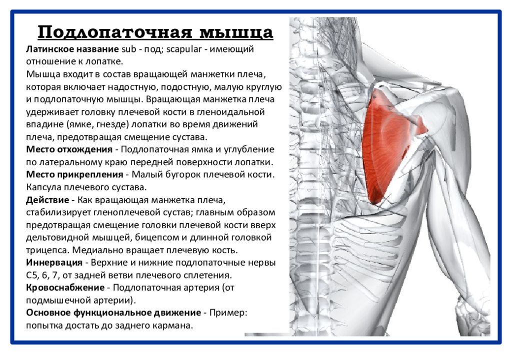 Мышца латынь. Место прикрепления подлопаточной мышцы. Малая круглая мышца. Подлопаточная мышца иннервация. Кровоснабжение подлопаточной мышцы.