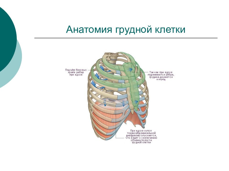 Грудная клетка фото анатомия