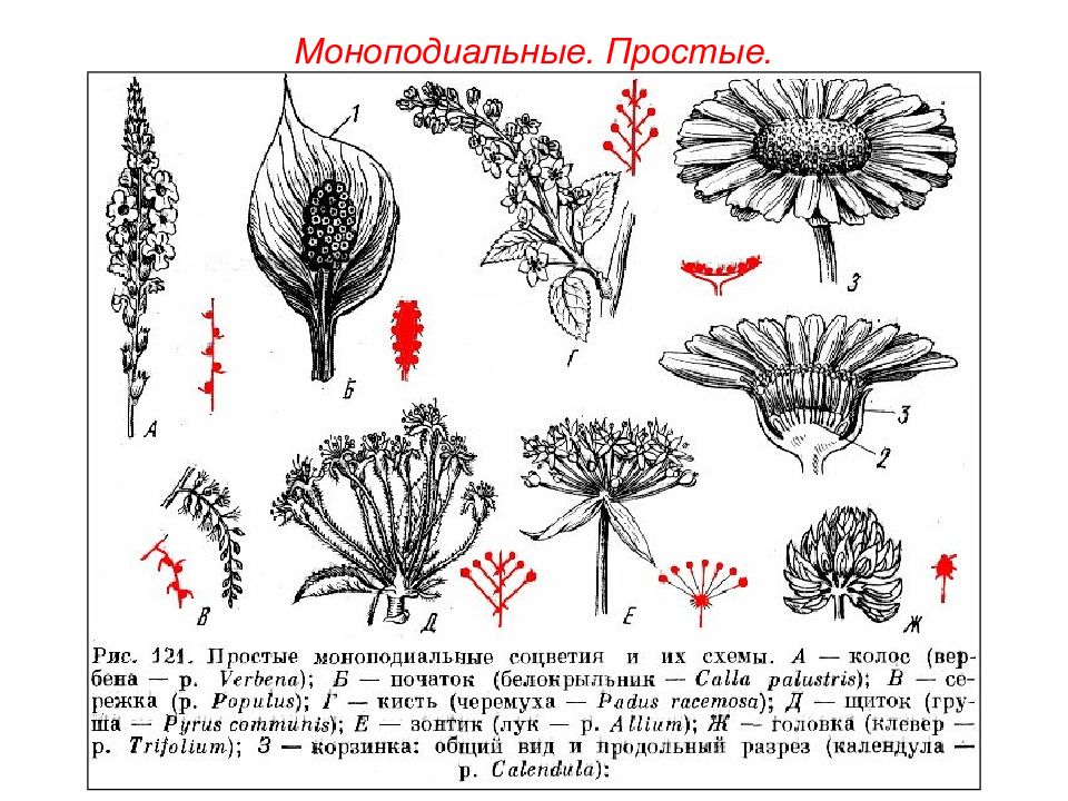 Каким номером на рисунке обозначено соцветие