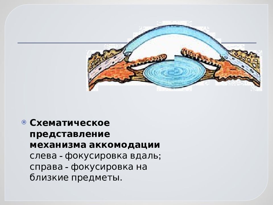 Схематичное представление. Схематическое представление механизма аккомодации. Механизм аккомодации вдаль. Аккомодация у рыб. Схематичное представление страницы.