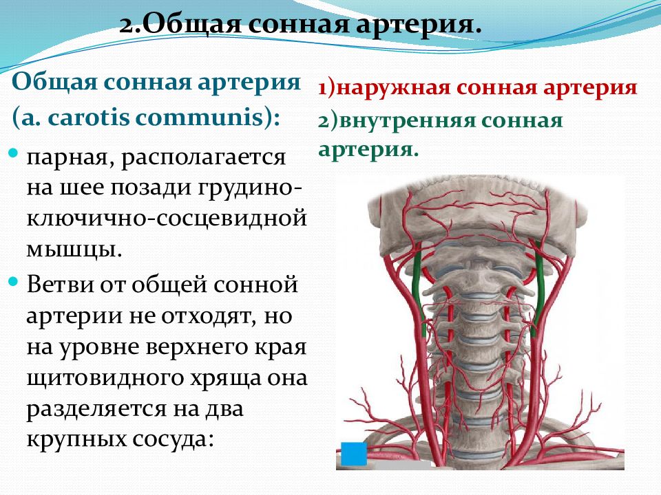 Самая крупная артерия. Анастомозы воротной вены (портокавальные).. Кровоснабжение головного мозга Неттер. Артерии кровоснабжающие позвоночник. Кровоснабжение позвонка.