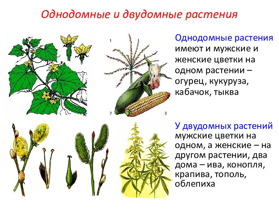 Двудомные растения. Огурец однодомное или двудомное. Осина двудомное или однодомное растение. Однодомные двудомные ольха. Тыква однодомное или двудомное.