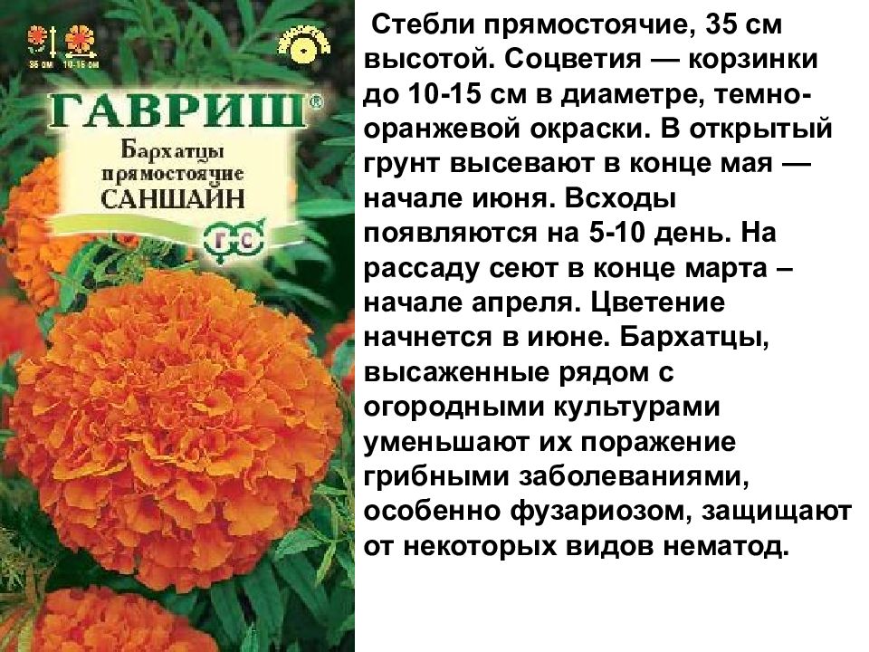 Лабораторная работа Изучение изменчивости, критериев вида, результатов