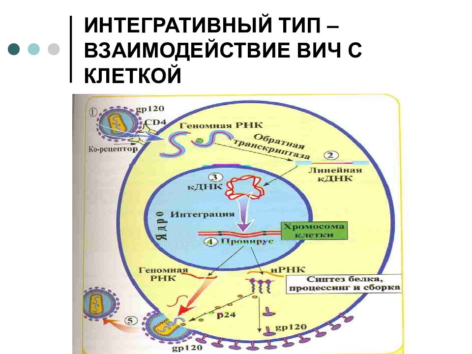 Схема взаимодействия вируса с клеткой 3 этапа