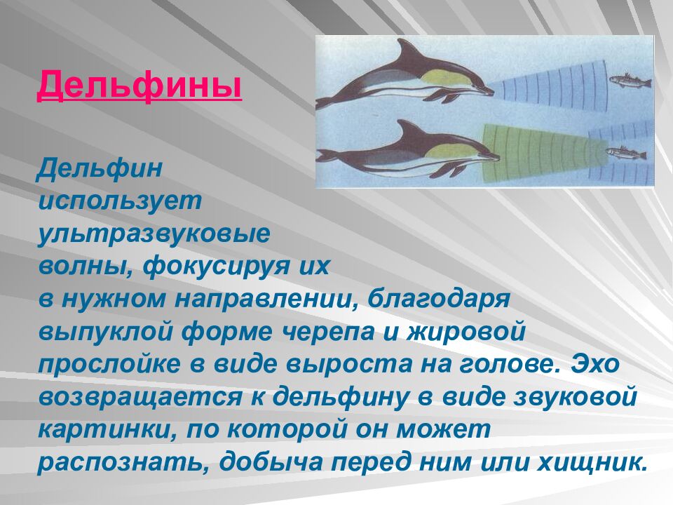 Дельфины Дельфин использует ультразвуковые волны, фокусируя их в нужном направлении, благодаря выпуклой форме черепа и жировой прослойке в виде выроста на