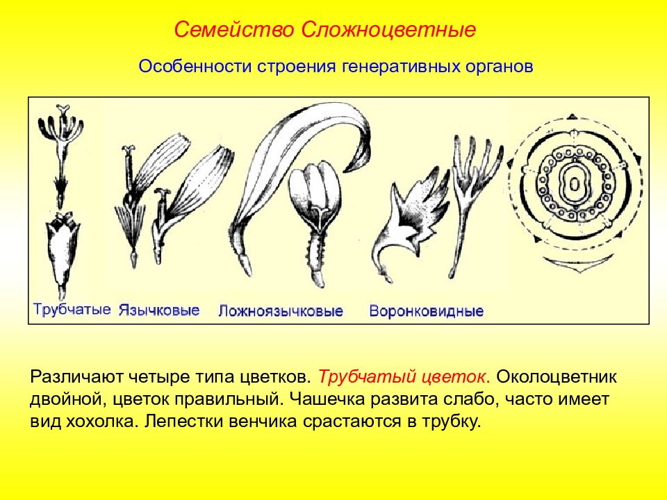 Семейства цветов. Типы цветков семейства Астровые. Ложноязычковые цветки сложноцветных. Семейство Астровые строение цветка. Гинецей сложноцветных.