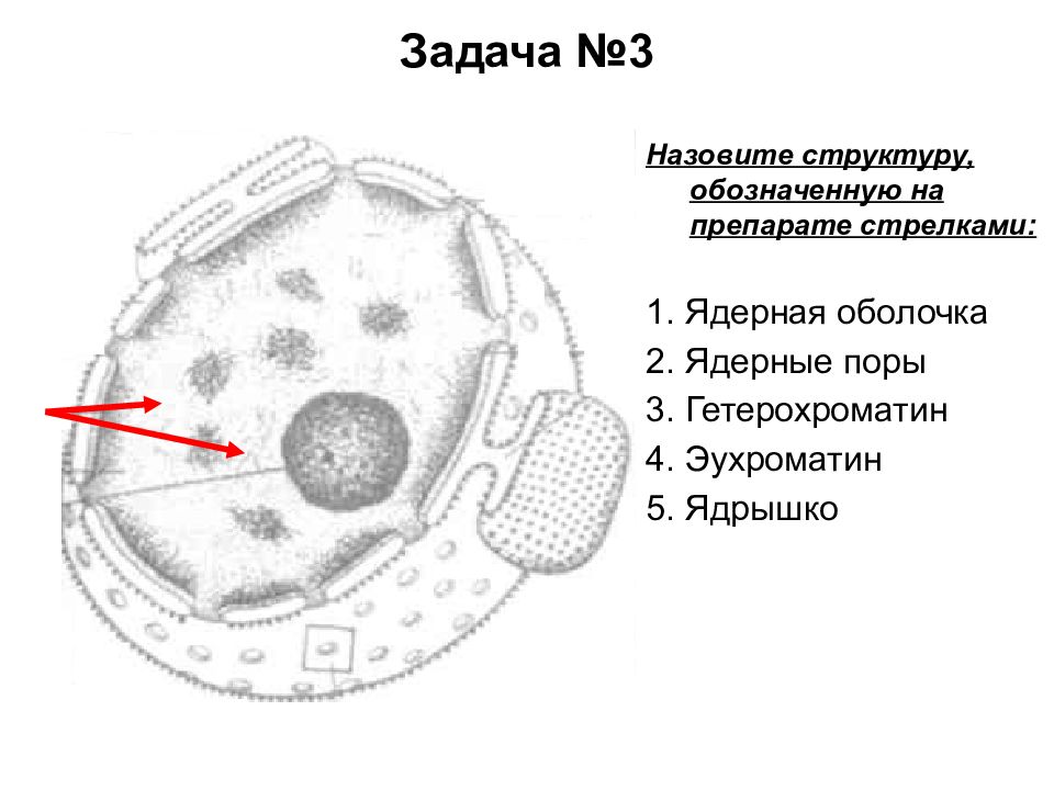 Ядро клетки схема