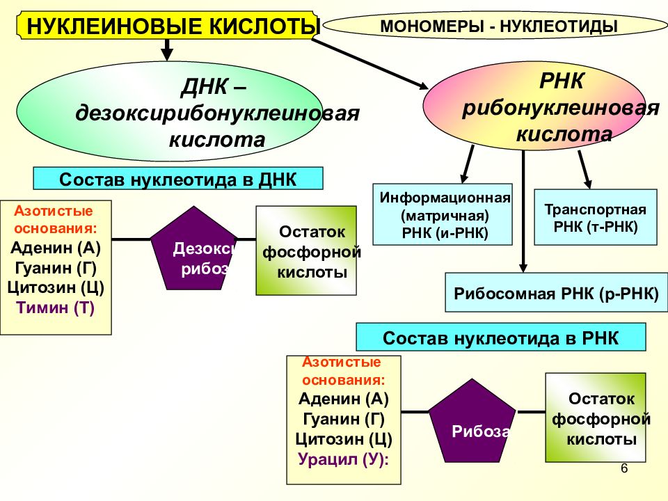 Схема состава нуклеотида днк